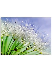 Artland Print op glas Glinsterende pluizenbol glazen artprint blauw