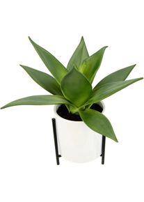 I.GE.A. Kunstplant Vetplantje In pot met rek (1 stuk) kunstplanten groen