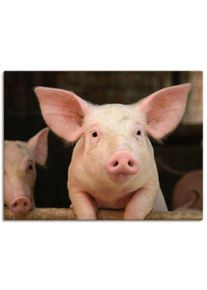 Artland Artprint Brutaal varken als artprint op linnen, muursticker in verschillende maten foto schilderijen roze