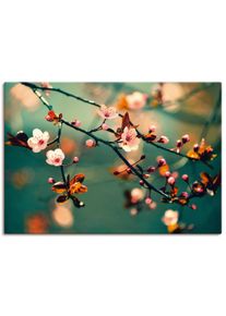 Artland Artprint Japanse kers Sakura bloemen als artprint op linnen, poster in verschillende formaten maten foto schilderijen blauw