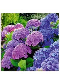 Artland Artprint Hortensia's in de tuin als artprint van aluminium, artprint voor buiten, artprint op linnen, poster, muursticker foto schilderijen
