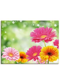 Artland Artprint Natuurlijke romantiek - Gerberas als artprint op linnen, poster in verschillende formaten maten foto schilderijen multicolor