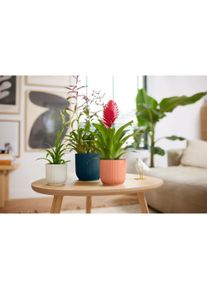 Elho, Blumentopf, Blumenschale (11 cm)