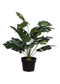 PLANTASIA Műn&ouml;v&eacute;ny Monstera 60 cm fekete