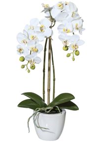 Creativ green Kunstplant Vlinderorchidee in een keramische pot (1 stuk) kunstplanten wit