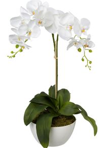 Creativ green Kunstplant (1 stuk) kunstplanten wit