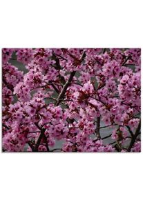 Artland Print op glas Japanse sierkersen bloem bloemen roze
