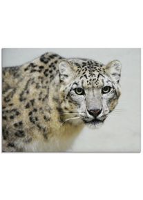 Artland Print op glas Sneeuwluipaard in verschillende maten dieren zwart
