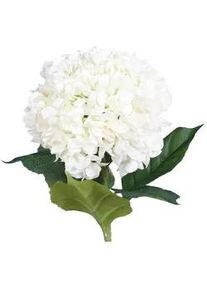 Hortensie , Creme , Kunststoff , 82 cm , Dekoration, Blumen & Blumentöpfe, Kunstblumen