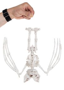 maskworld Decoración de Halloween con murciélagos grandes