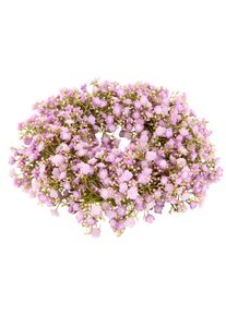 I.GE.A. Kunstkrans Gipskruid (1 stuk) kunstkransen paars