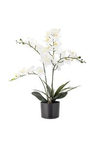 Bloomingville Orchid