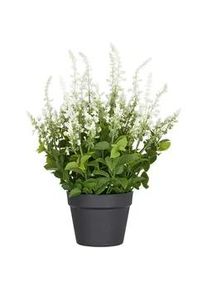 P & B Kunstpflanze , Weiß , Kunststoff , 59 cm , UV-beständig , Dekoration, Blumen & Blumentöpfe