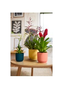 Elho, Blumentopf, Blumenschale (11 cm)