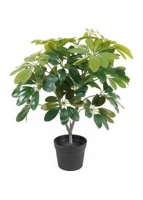 Present Time, Kunstpflanzen, Shefflera (48 cm)