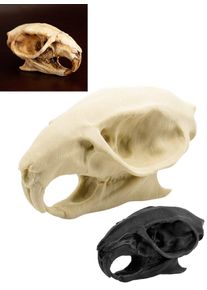 Cranio di ratto stampato in 3D da dipingere (7cm)