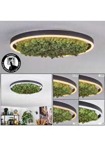 hofstein Dorel Plafones LED Verde, Blanca, 1 luz