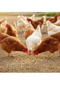 H&oslash;nsef&ocirc;r 25 kg, Premium eggmel PLUSS med oregano, fuglemat til h&oslash;ns, gjess og ender