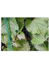 bradas, Pflanzen Winterschutz + Gartenvlies, Vogelschutznetz Maschenweite 19 x 19 mm