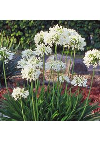 Stephan Tetzlaff Wei&szlig;e winterharte Schmucklilie