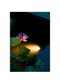 Ubbink Teichleuchte &raquo;AquaSpotlight 60&laquo;