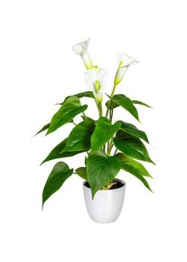 my home Kunstpflanze &raquo;Lesum&laquo; im Topf