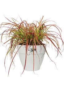 Elho Bloempot 182L 35x29cm Wit