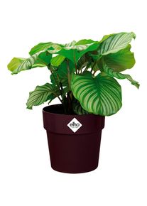 Elho Bloempot 2L 15,9x14,6cm Bordeaux Rood