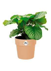 Elho Macetero melocot&oacute;n 18x17cm 2,9L redondo plantas flores