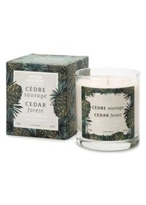 Panier des sens Duftkerze Wildzeder