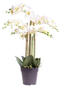 Kunstorchidee BOTANIC-HAUS "Orchidee Bora", beige (creme, wei&szlig;), B:50cm H:60cm T:50cm &Oslash;:50cm, Kunststoff, Kunstpflanzen, Kunstorchidee