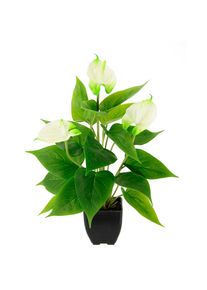 I.GE.A. Kunstblume &raquo;Anthuriumpflanze&laquo; Anthurien Pflanze im Topf Anthurieexotisch Flamingopflanze