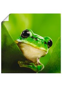Artland Wandbild &raquo;Aussp&auml;hender Frosch&laquo; Wassertiere 1 Stk. tlg. als Leinwandbild, Poster in verschied. Gr&ouml;&szlig;en