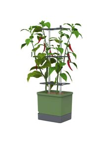 Gusta Garden, Anzuchtt&ouml;pfe + Anzuchtschalen, Aufzuchtt&ouml;pfe Charly Chili XL Dunkelgr&uuml;n