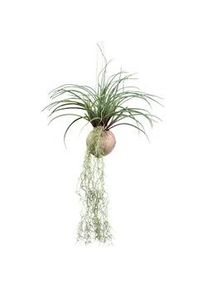 Kunstpflanze Tilandsia Stricta II in Gr&uuml;n