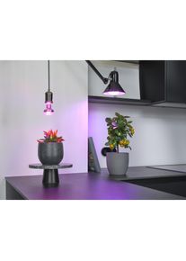 Osram, Pflanzenlampe, LED Lampe STAR GROW SPOT LAMP 7.5W E27 Warmweiss 4099854245138 (LED, 220 V)