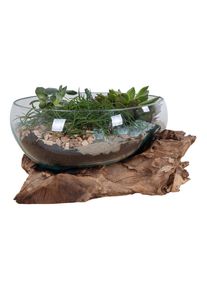 M&Ouml;BELIX M&ouml;belix , Klar, Teakfarben , Holz, Glas , Teakholz , bauchig , 20 cm , Dekoration, Dekoschalen