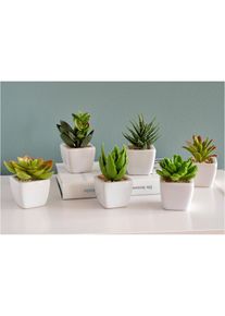Konstblommor Suckulenter (6-delat set) - gr&ouml;n - storlek 8x5,5 cm - bonprix