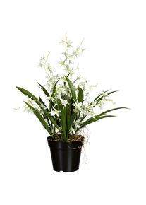 M&Ouml;BELIX M&ouml;belix , Gr&uuml;n, Schwarz, Wei&szlig; , Textil , 60 cm , Dekoration, Blumen & Blument&ouml;pfe, Kunstblumen