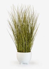 Pianta artificiale in vaso, Verde, Taglia 55 cm, bonprix