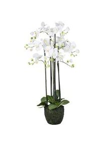 Kunstpflanze Orchideen Gr&uuml;n/Wei&szlig; ca. 93cm