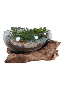 Dekoschale San Marino Klar/Teakfarben