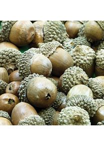 Natural Acorns (Per pack) 150g, Approx 50 Acorns Per Pack, Sizes Vary, Natural Craft Materials