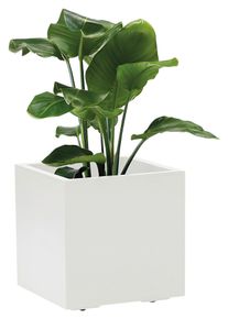 Blumenkasten Wei&szlig;