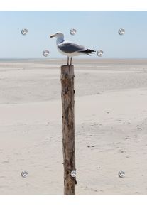 Garderobenpaneel queence "Wandgarderobe mit Motiv Foto einer M&ouml;we am Meer inkl. Edelstahlhaken", wei&szlig;, B:100cm H:120cm T:2,5cm, Acrylglas, Edelstahl, Garderobenpaneele, Garderobenpaneel, HD Premium Druck auf Acrylglas