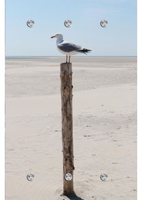 Garderobenpaneel queence "Wandgarderobe mit Motiv Foto einer M&ouml;we am Meer inkl. Edelstahlhaken", wei&szlig;, B:80cm H:120cm T:2,5cm, Acrylglas, Edelstahl, Garderobenpaneele, Garderobenpaneel, HD Premium Druck auf Acrylglas