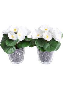 Kunstblume BOTANIC-HAUS "Fr&uuml;hlingsblume", beige (creme, wei&szlig;), B:14cm H:14cm T:14cm &Oslash;:14cm, Kunststoff, Kunstpflanzen, Kunstblume