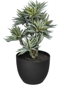 K&uuml;nstliche Zimmerpflanze Creativ green "Sukkulenten auf Stamm", gr&uuml;n, H:30cm &Oslash;:15cm, Kunststoff, Kunstpflanzen, K&uuml;nstliche Zimmerpflanze