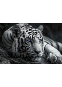Bild B&Ouml;NNINGHOFF "TIGER 78x118 cm &ndash; Leinwandbild Keilrahmen Deko modern", farbe bild(er): grau, schwarz, wei&szlig;, blau, B:118cm H:78cm T:1,8cm, Canvas, MDF, Bilder, Bild