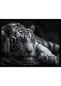 Bild mit Rahmen B&Ouml;NNINGHOFF "TIGER MIT BLAUEN AUGEN 40x50 cm &ndash; Tierbild Natur Wanddeko", farbe rahmen: schwarz, farbe bild(er): schwarz, wei&szlig;, blau, B:50cm H:40cm T:2,1cm, MDF, Papier, Bilder, Bild mit Rahmen